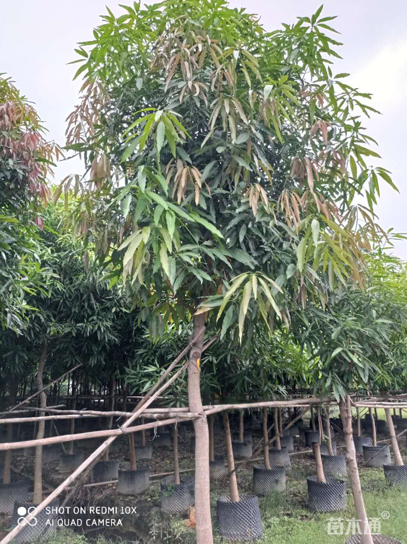 8公分扁桃