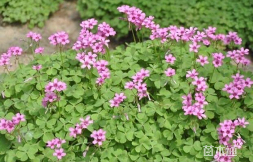 高度25厘米红花酢浆草