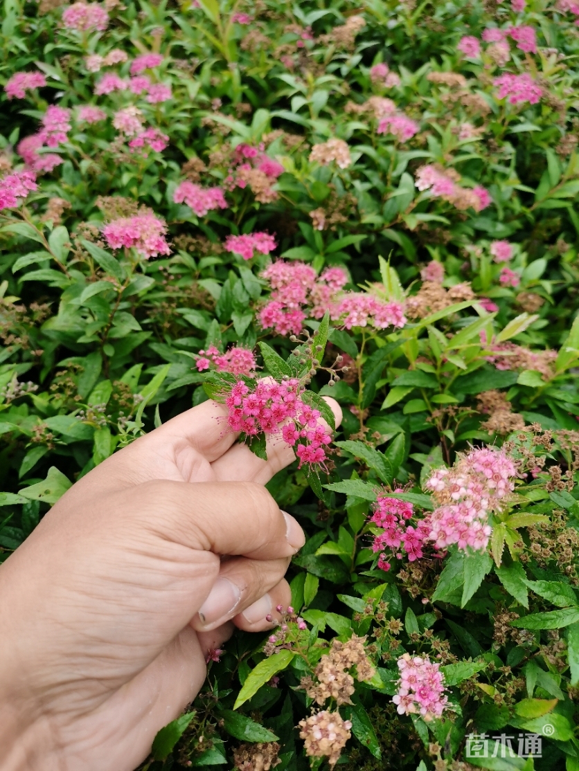 高度35厘米粉花绣线菊