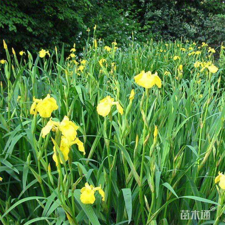 高度20厘米黄花鸢尾