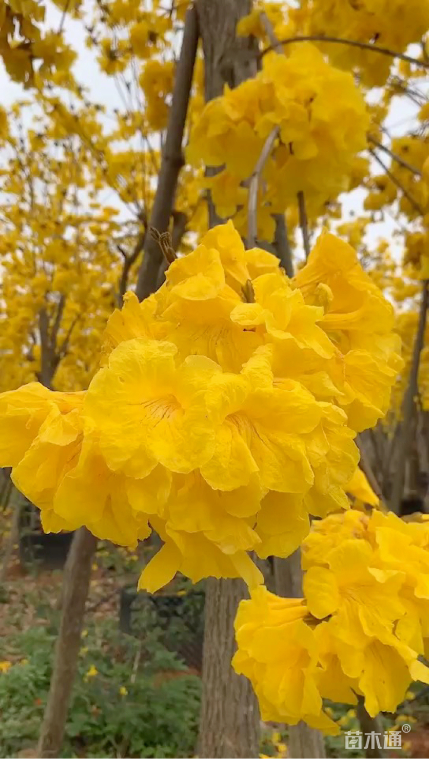 多花风铃木