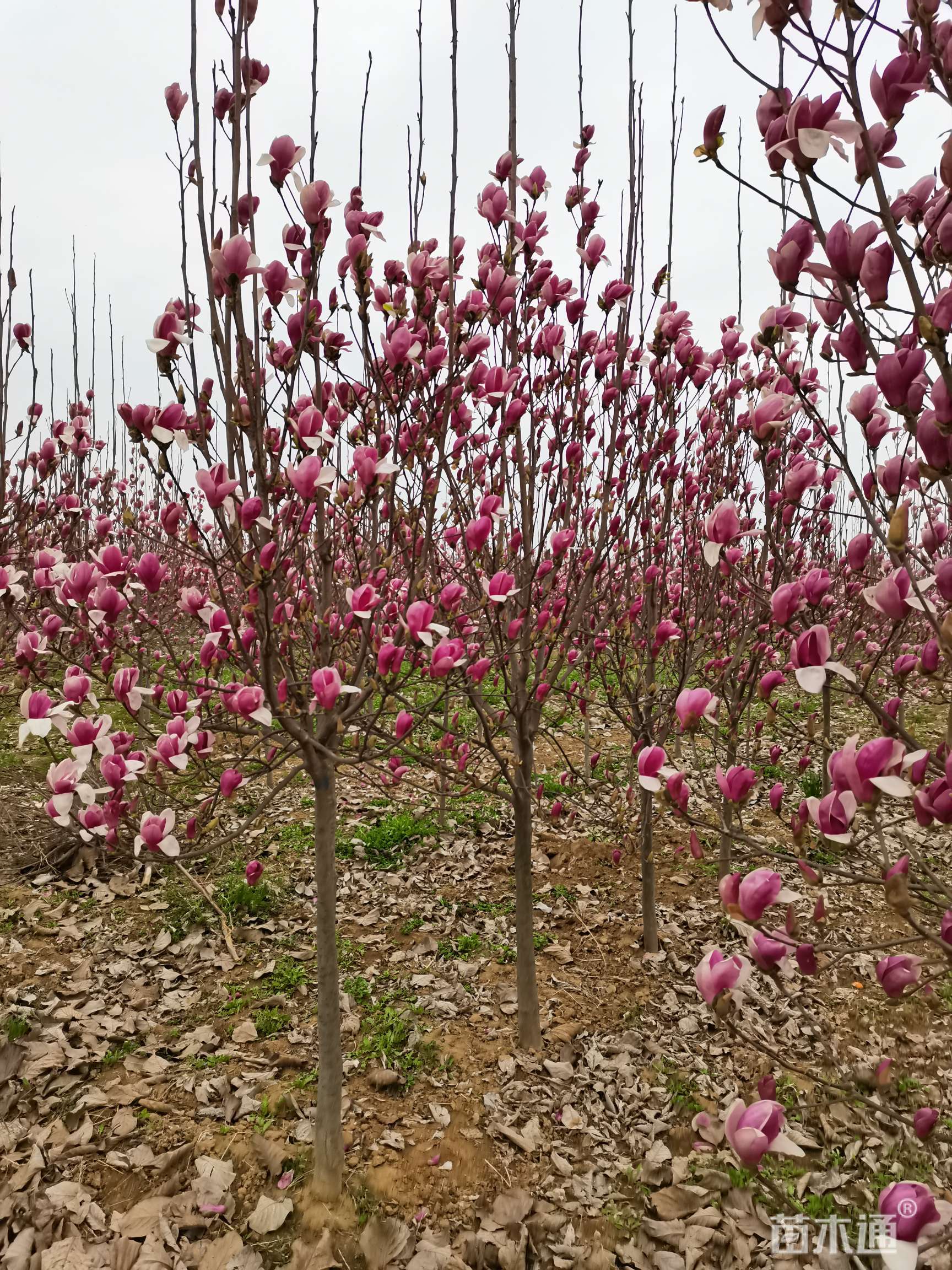 其他描述:紫玉兰,自产种植状态:移栽苗冠幅:200-200厘米高度:350-350