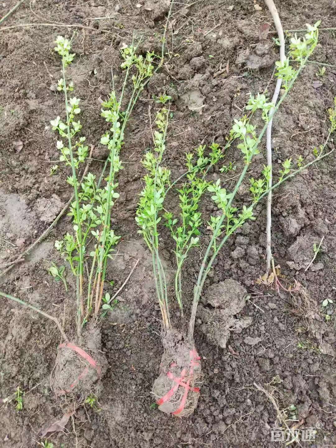 高度30厘米迎春花