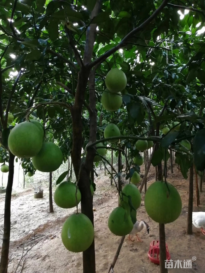 8公分柚子树