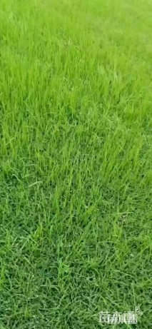 草块状马尼拉草