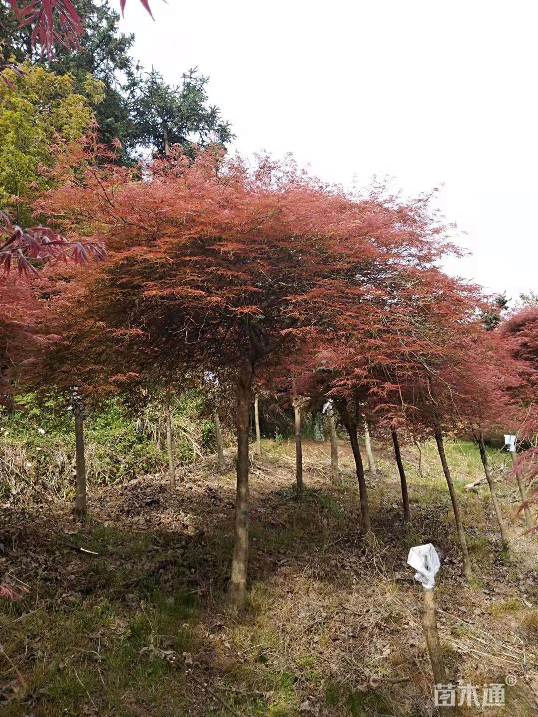 200厘米羽毛枫