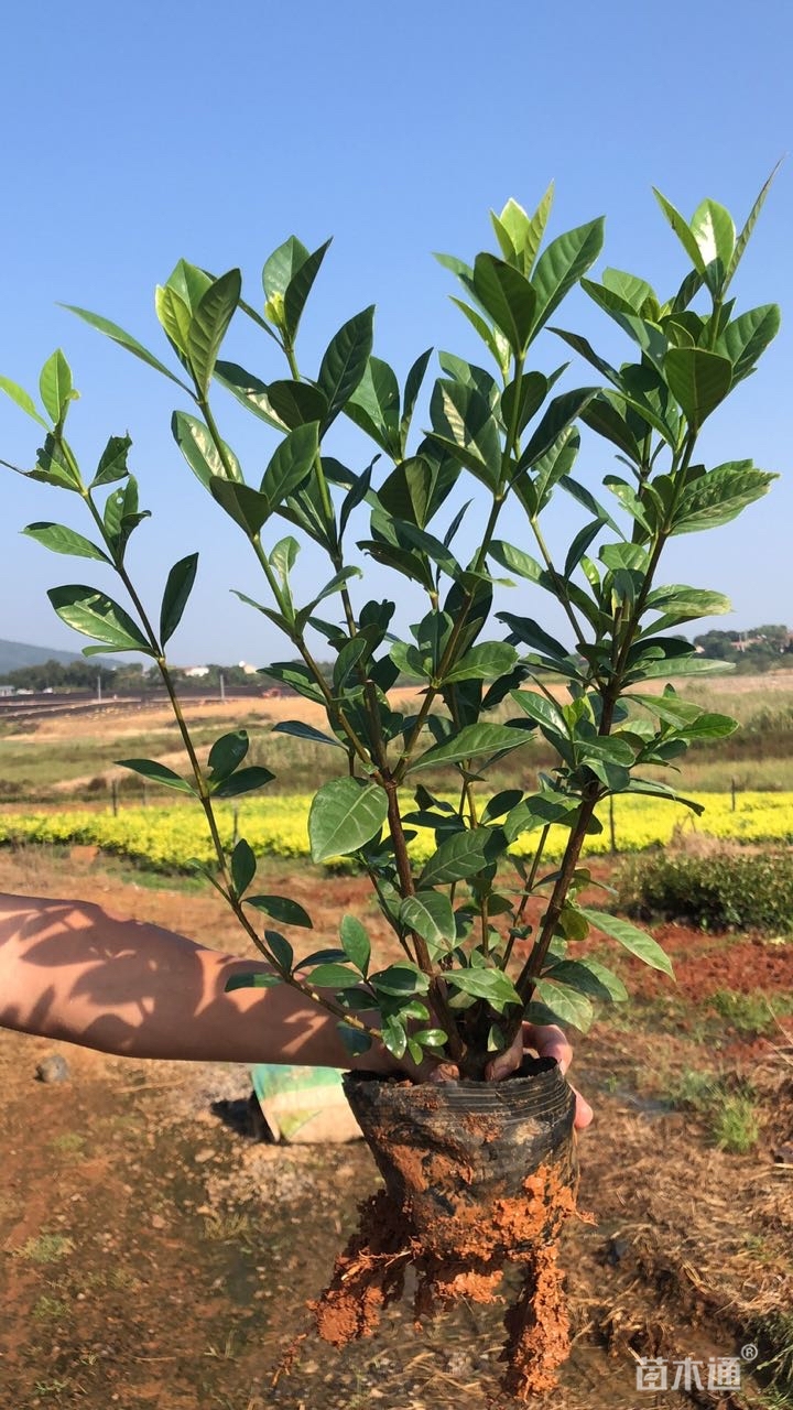 高度30厘米大叶栀子