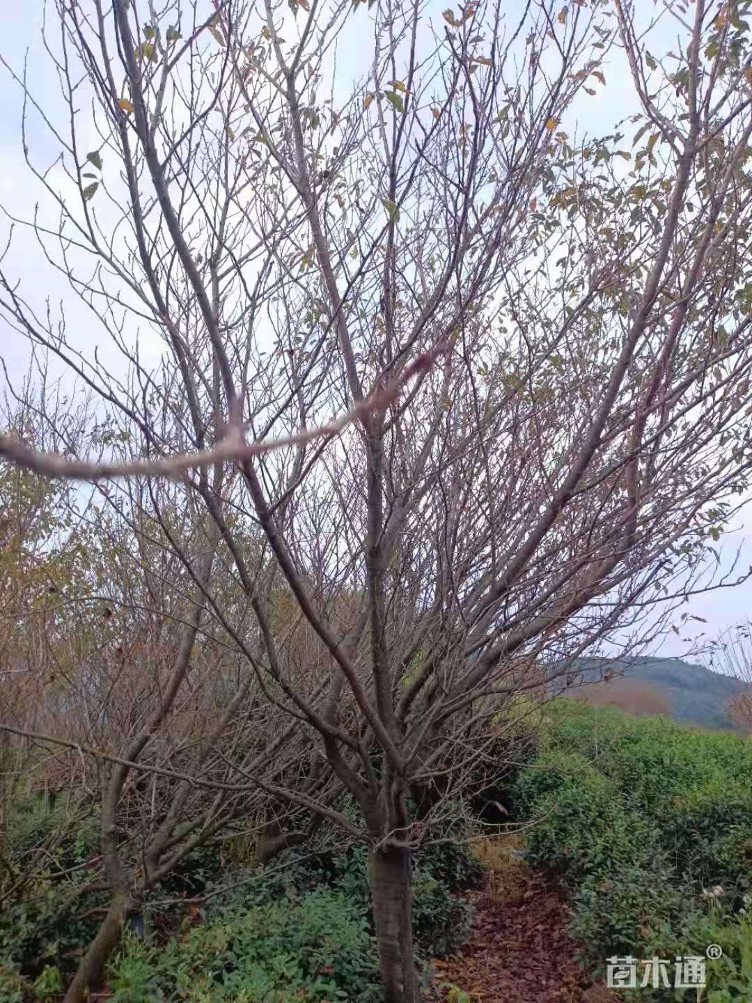 14公分日本晚樱