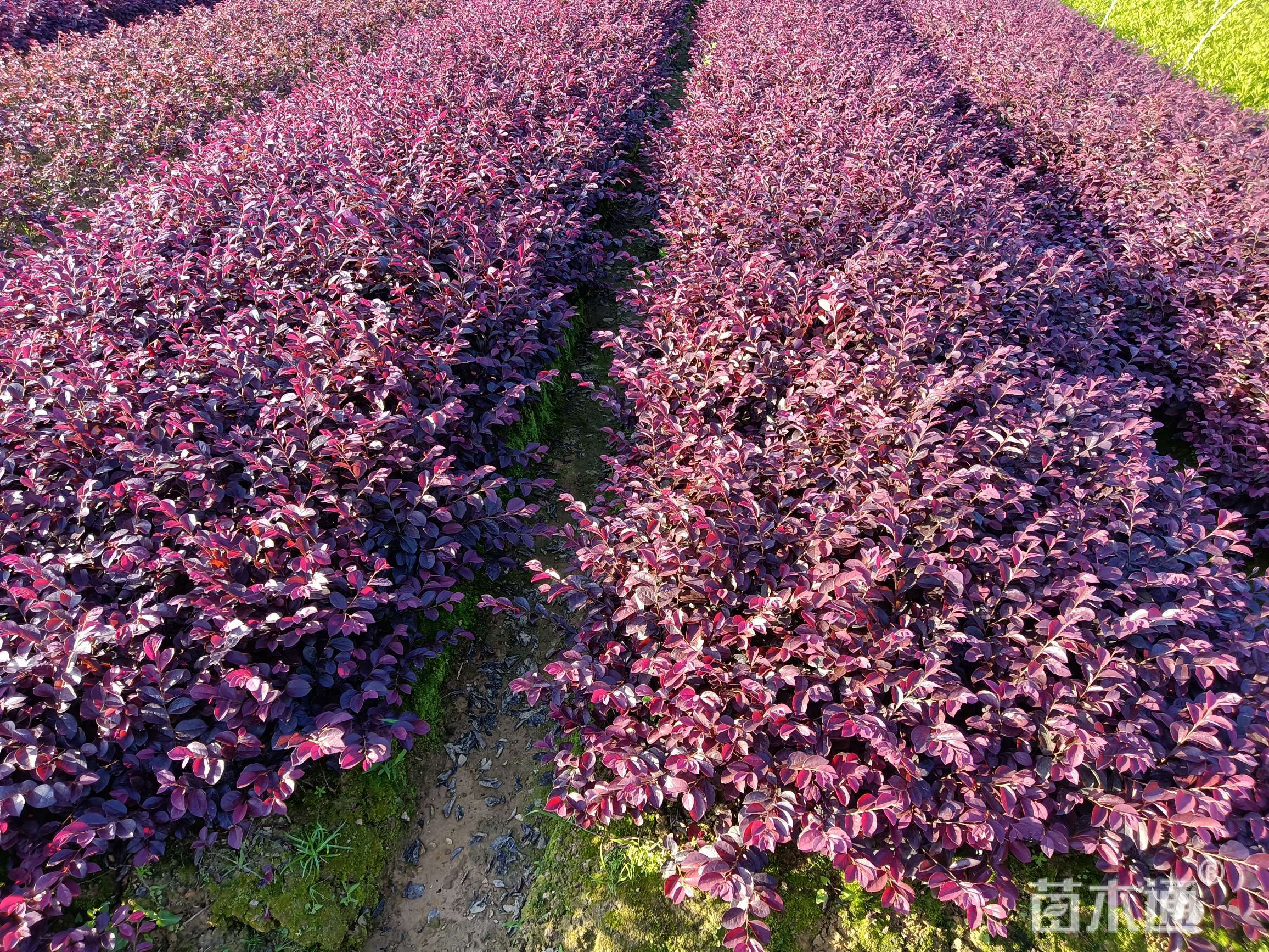 高度35厘米红花继木