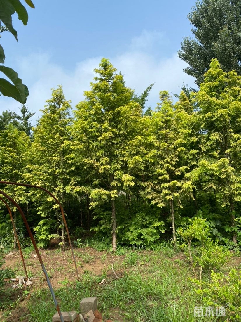 种植状态:移栽苗                  其他描述:金叶水杉,别名黄金杉