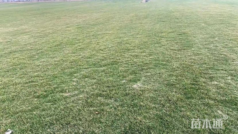 混播黑麦草