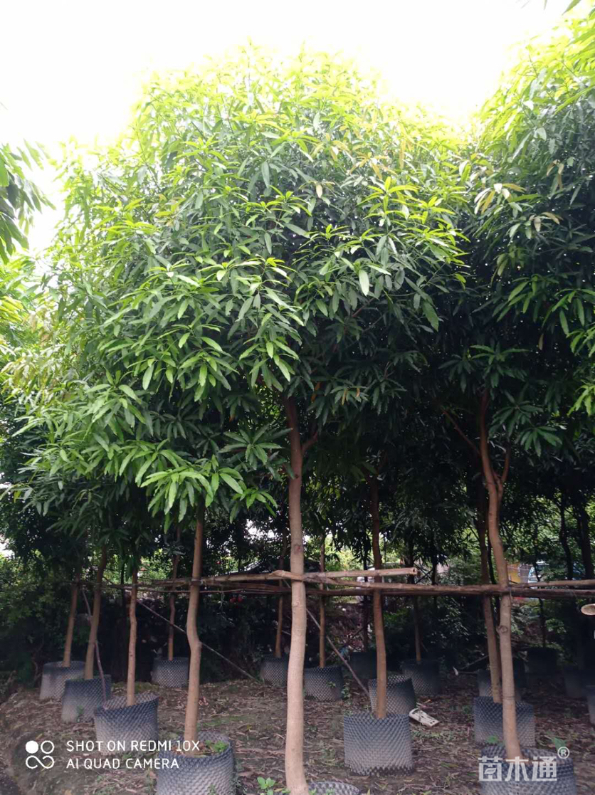 8公分扁桃