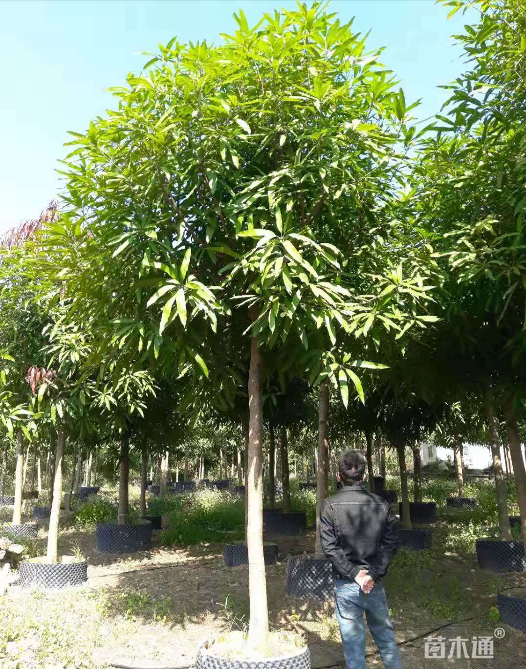 6公分扁桃