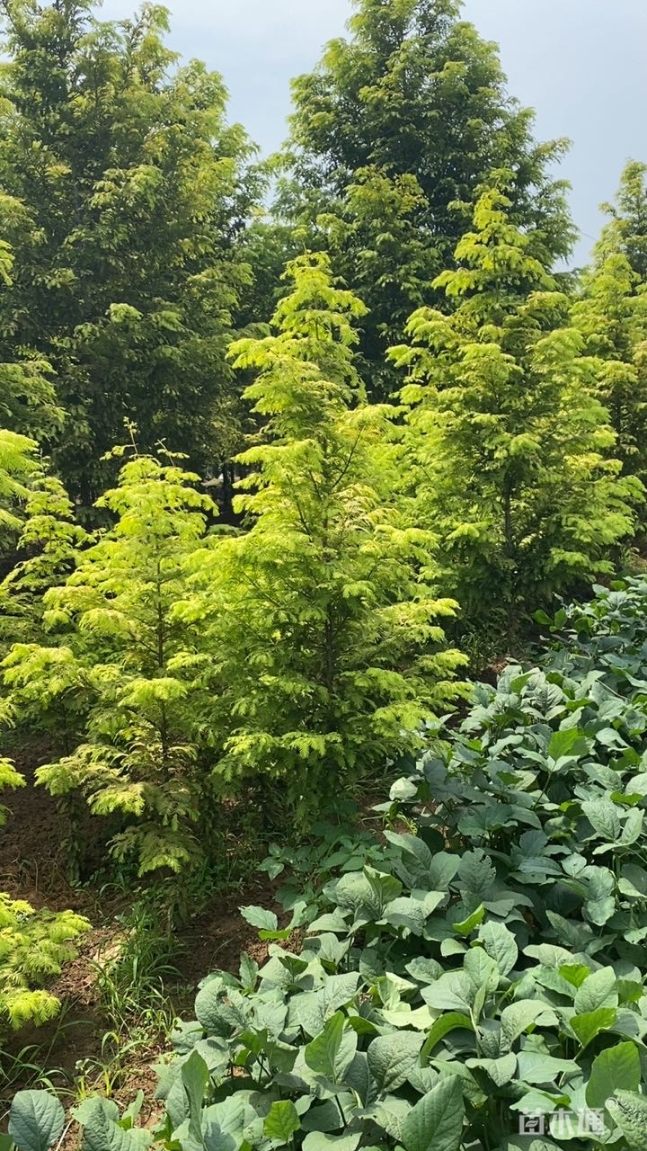 种植状态:移栽苗                  其他描述:金叶水杉,别名黄金