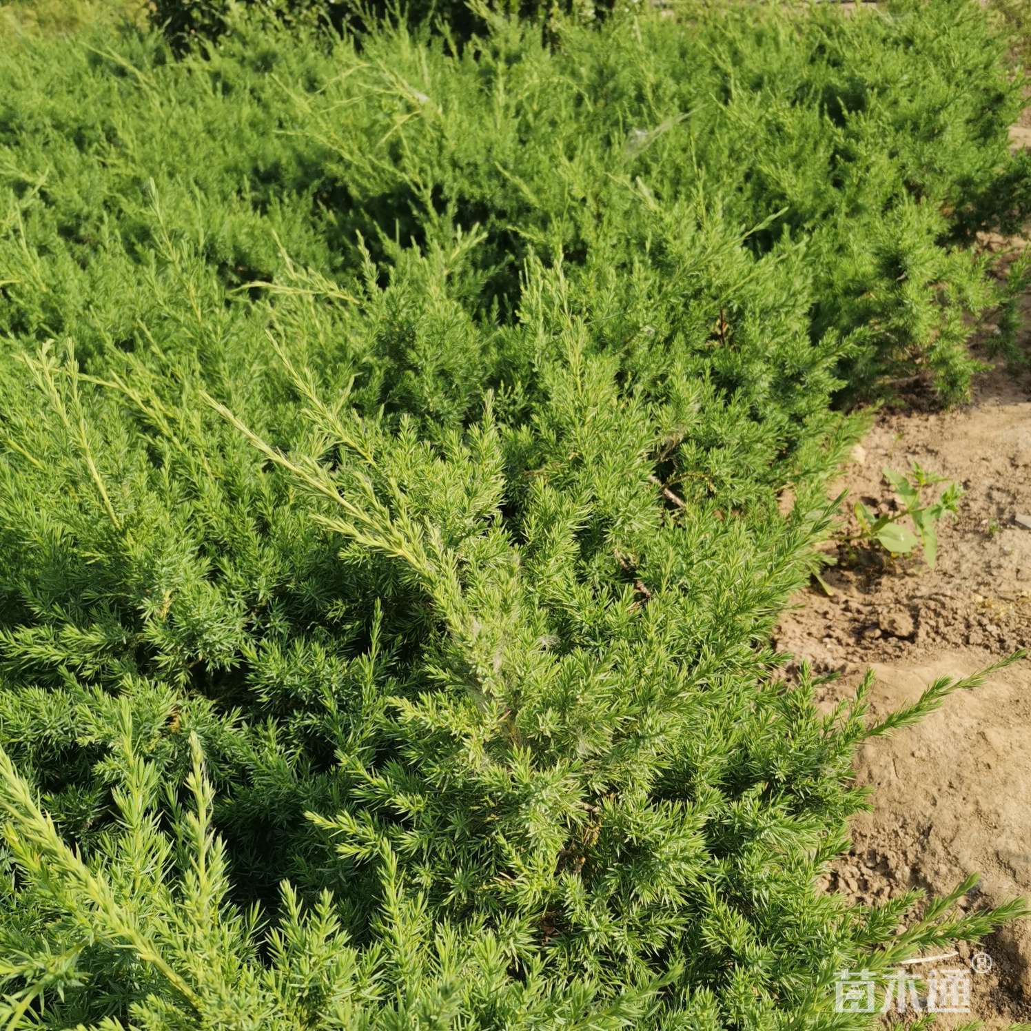 其他描述:大量低价出售塔柏,刺柏,洒金柏,龙柏,铺地柏等.