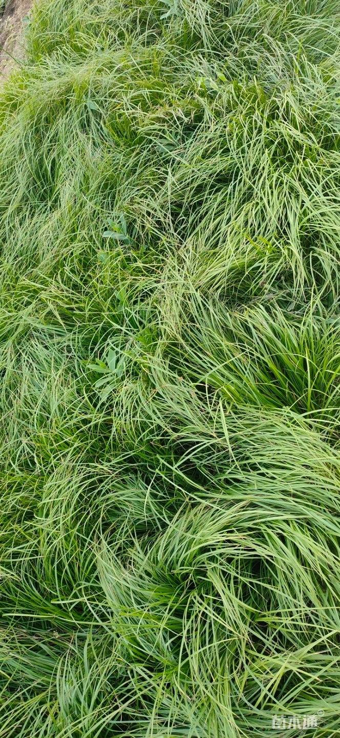 高度15厘米青绿苔草
