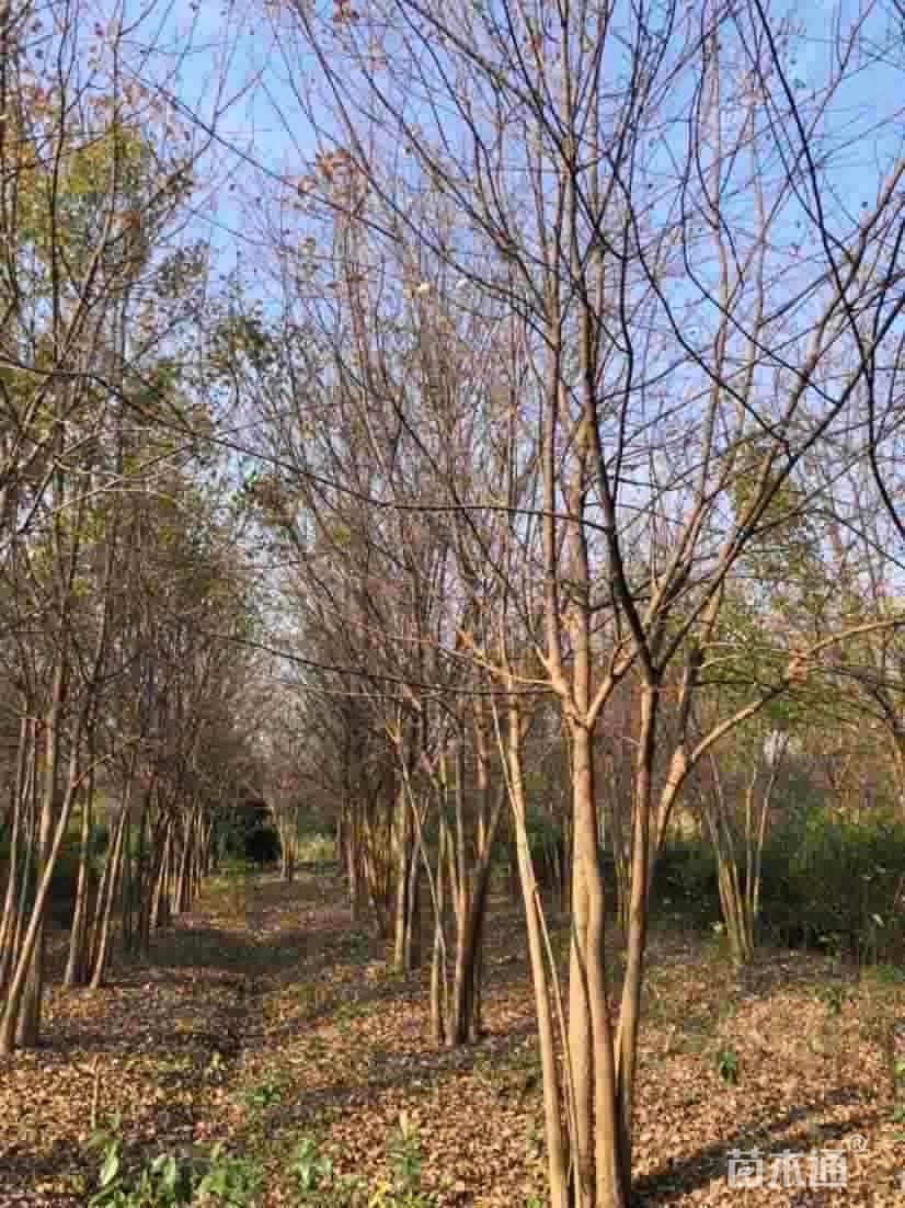 高度500厘米丛生三角枫