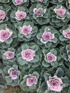 高度15厘米羽衣甘蓝