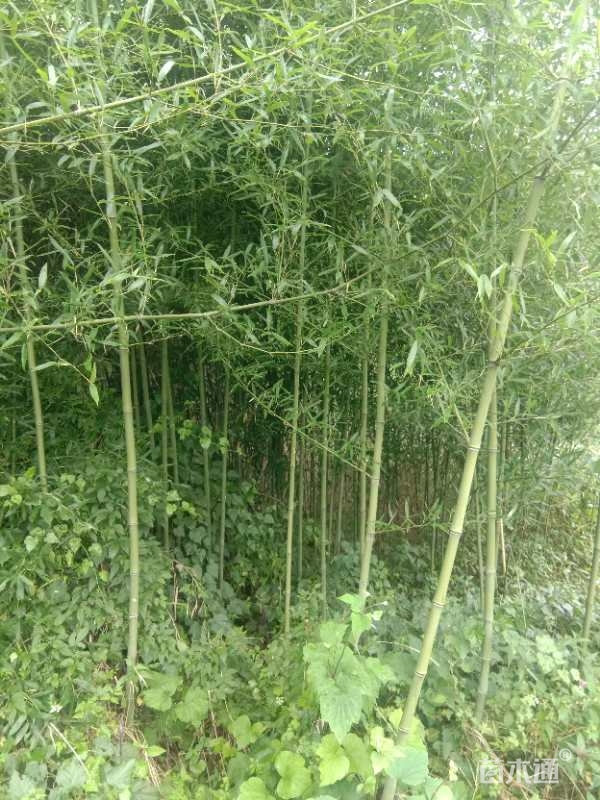 竹苗批发