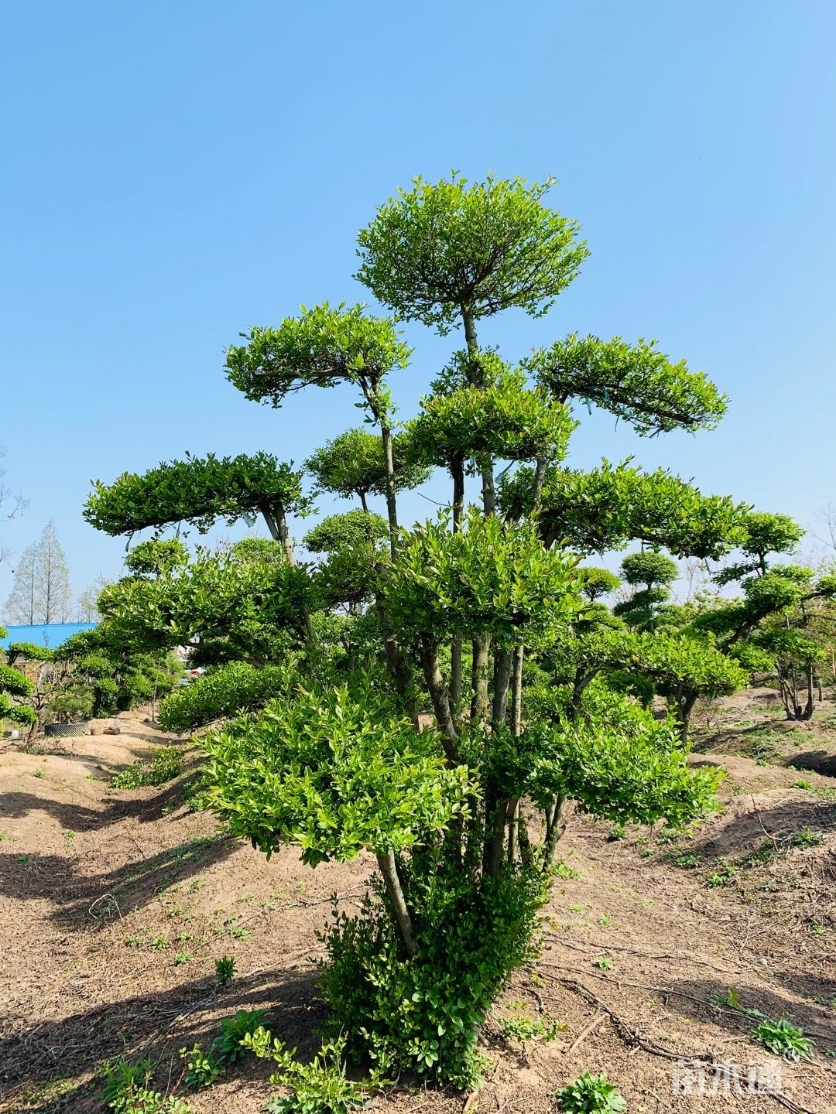 其他描述:小叶女贞造型树,老桩30多年,造型优美!