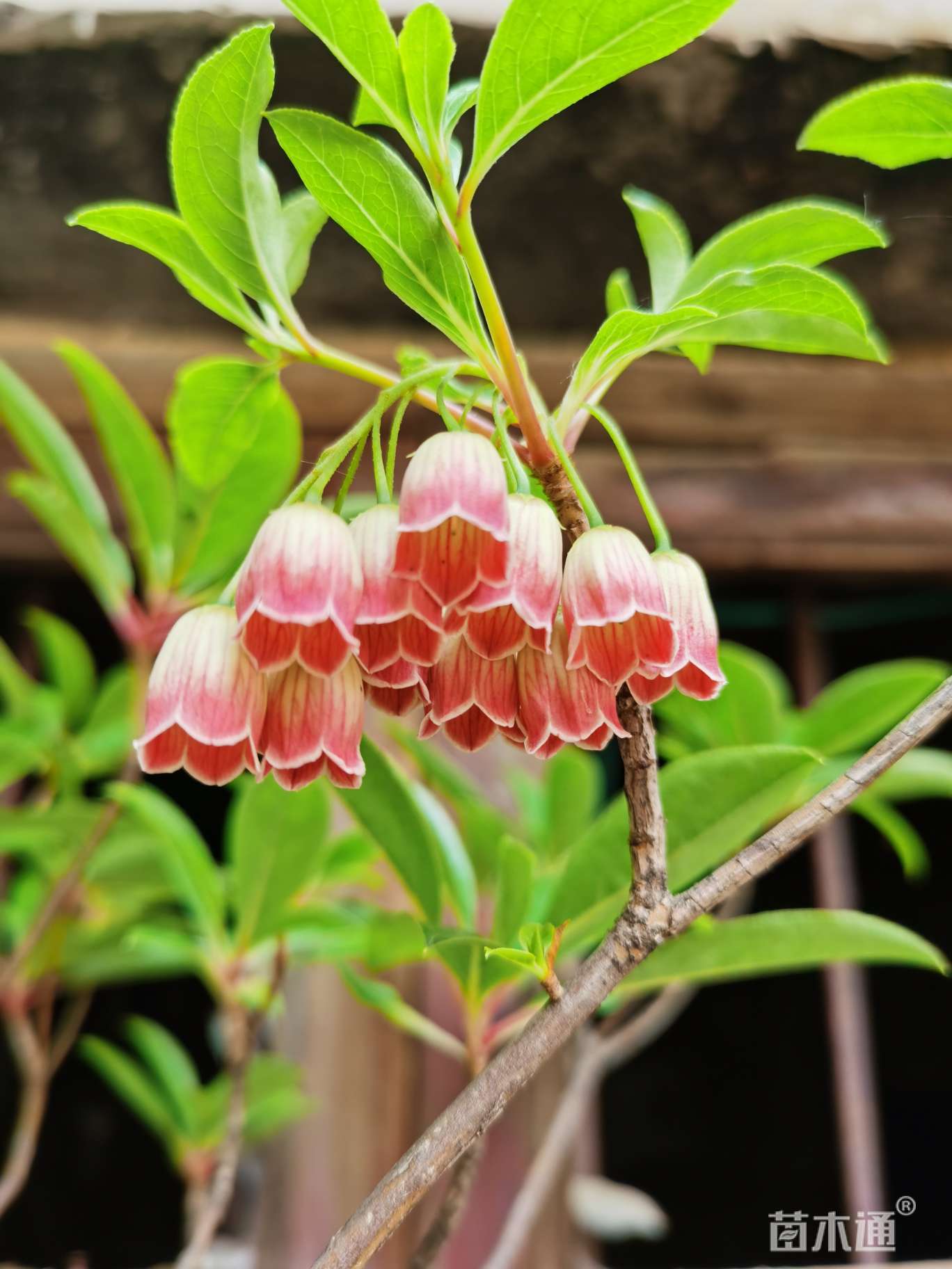 其他描述:日本吊钟花,喜水植物,半阴有散射阳光环境.有根土种.