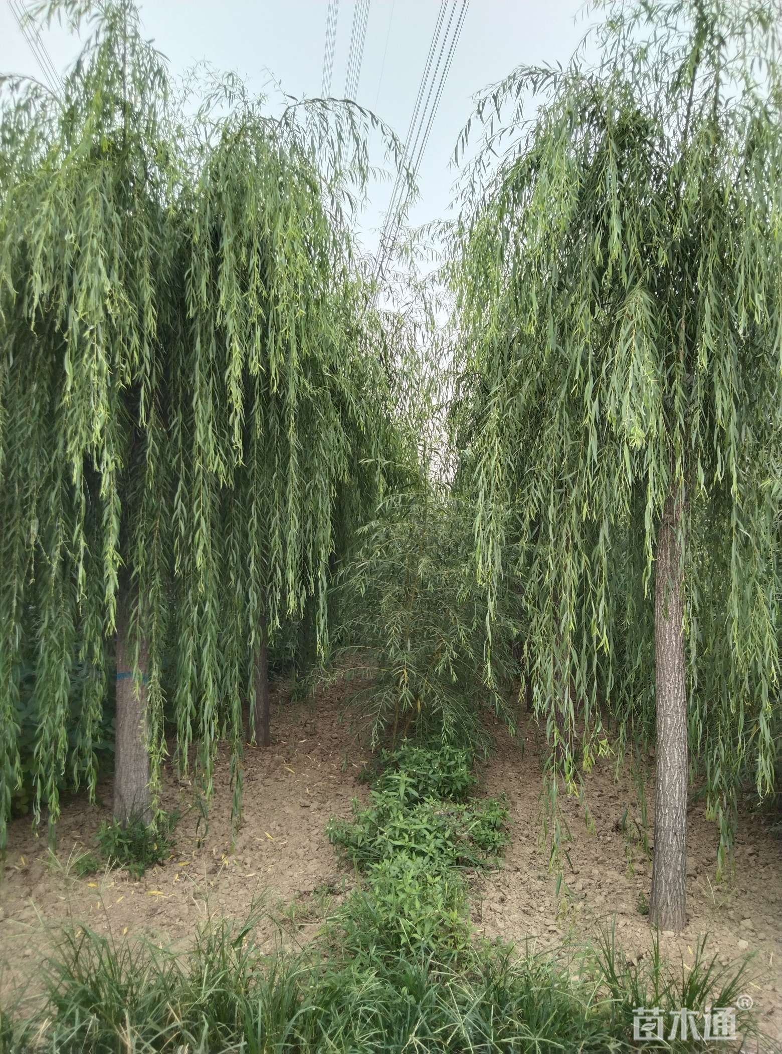 济南佰忆园林绿化苗木【柳树之乡--柳树之乡】大量供应各种规格柳树