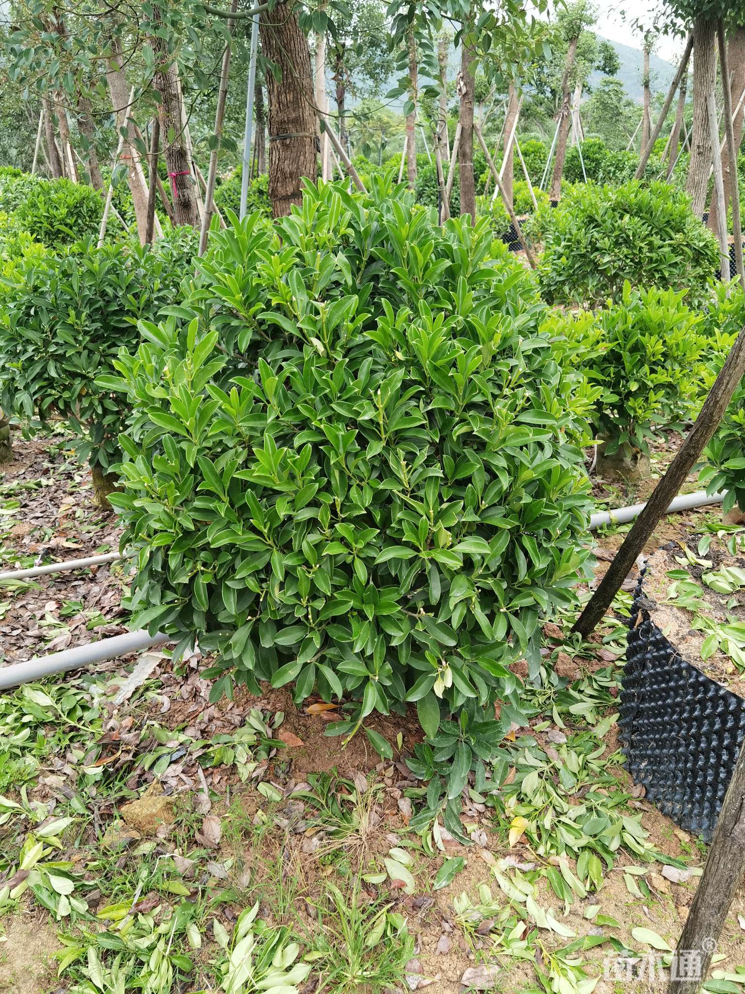 高度80厘米非洲茉莉球