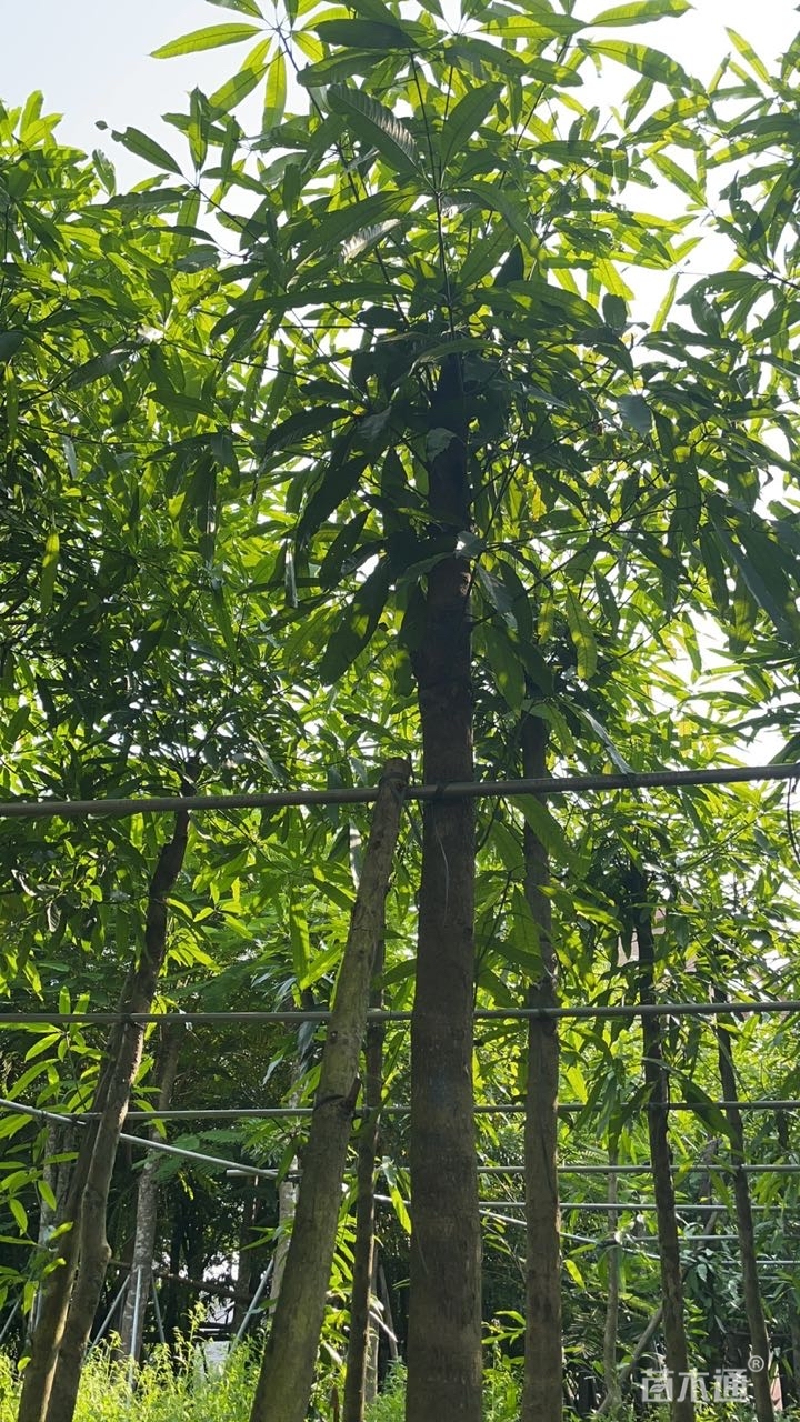 6公分扁桃