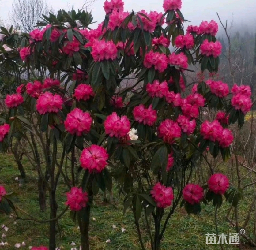 其他描述:云贵高山杜鹃(迷人杜鹃品种)优质袋苗种植状态:容器苗高度
