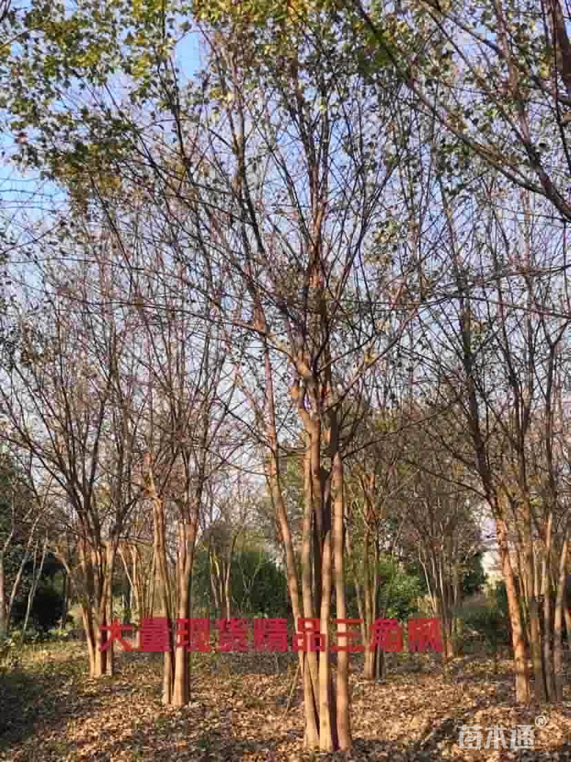高度500厘米丛生三角枫