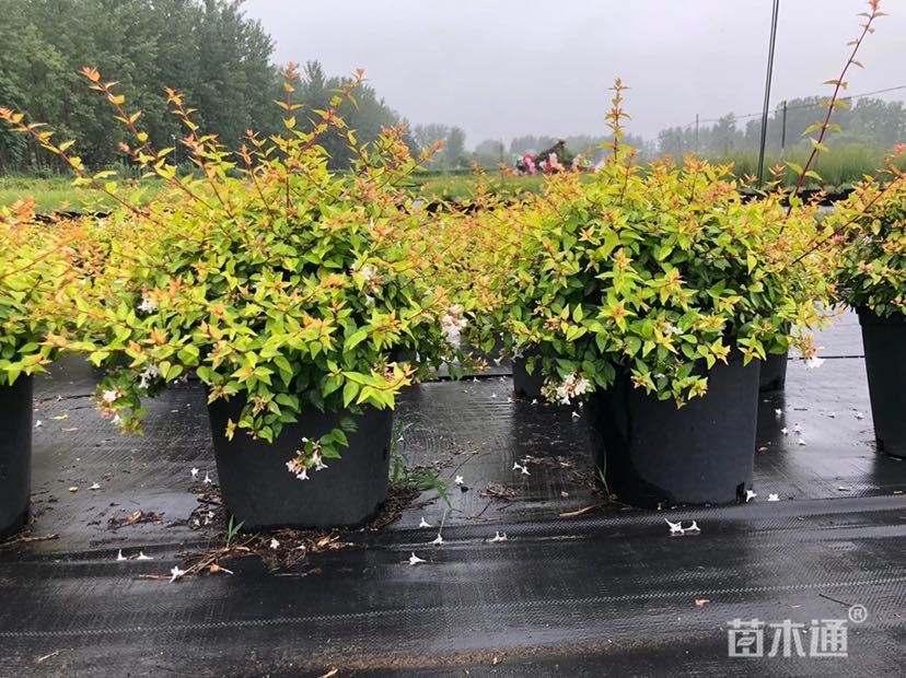 高度:20-40厘米                  冠幅:20-40厘米