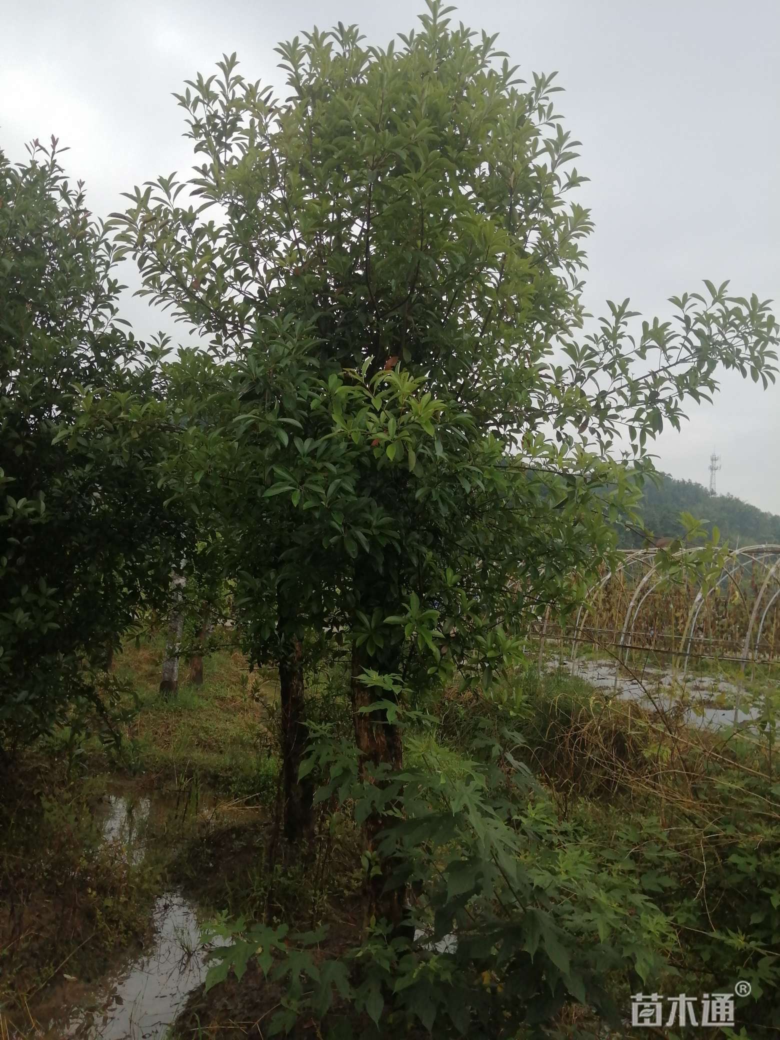 12公分椤木石楠
