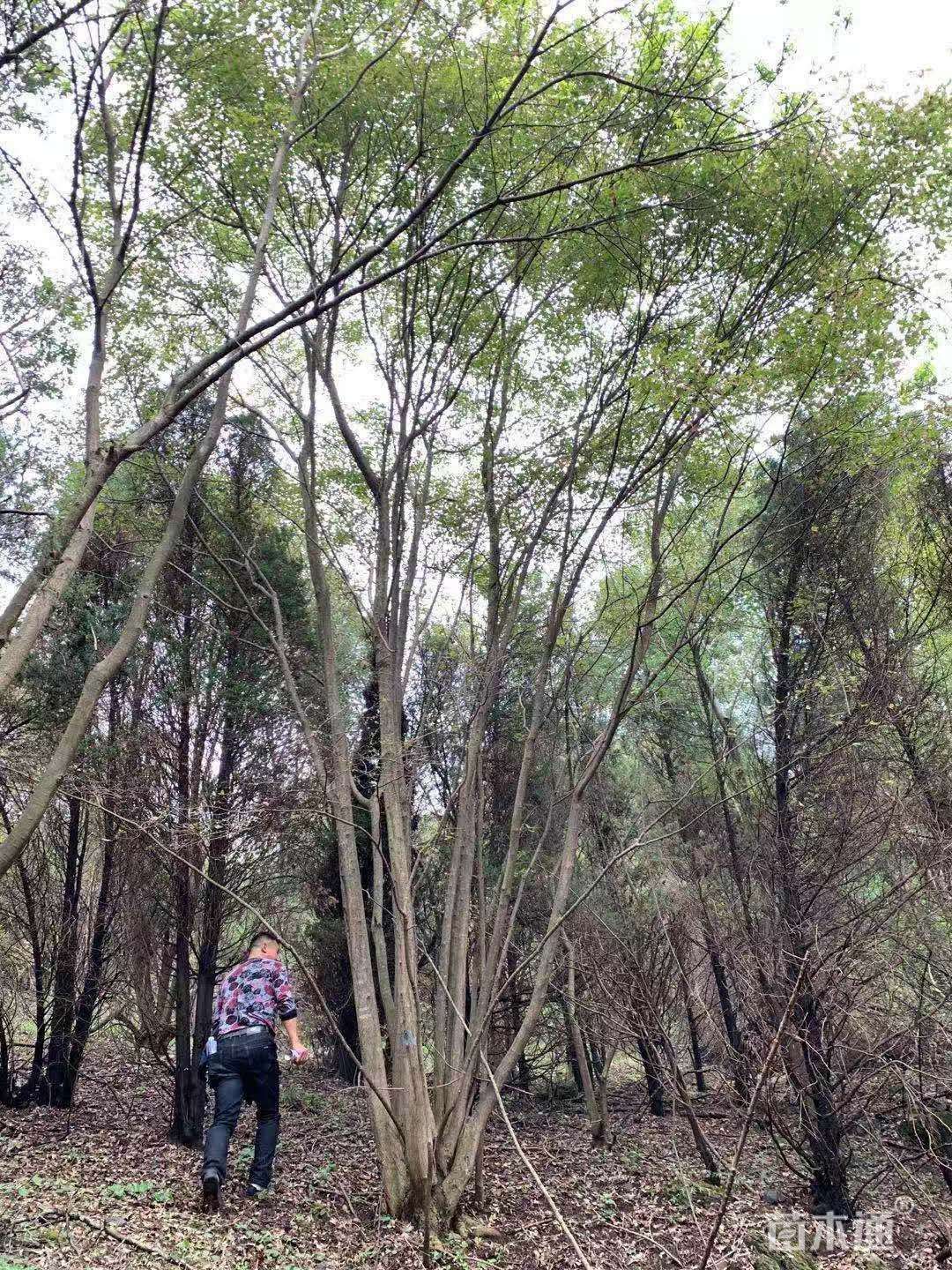 600厘米丛生三角枫