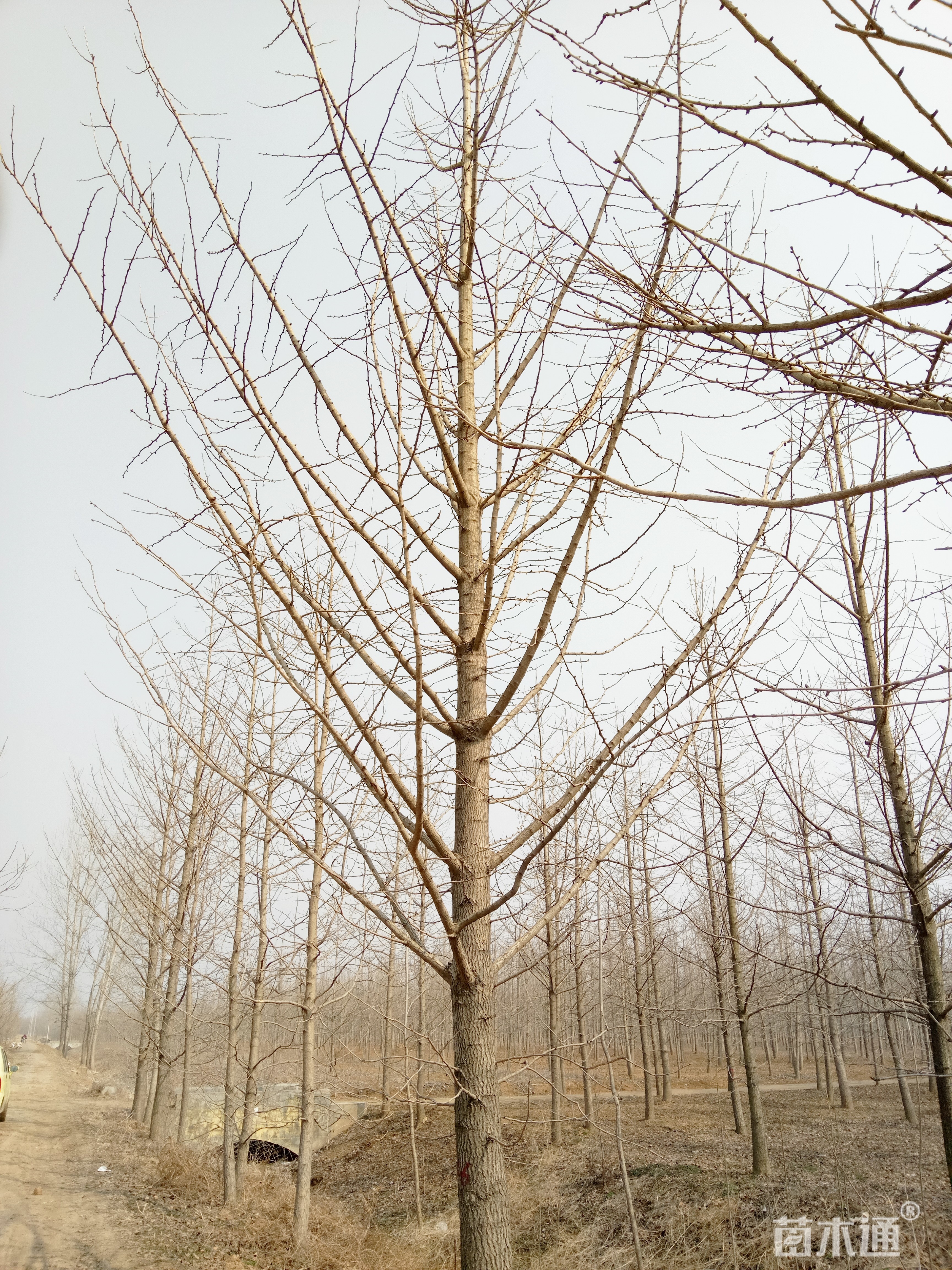 其他描述:山东利信银杏苗圃场    供应:5-60公分银杏树,法桐,国槐