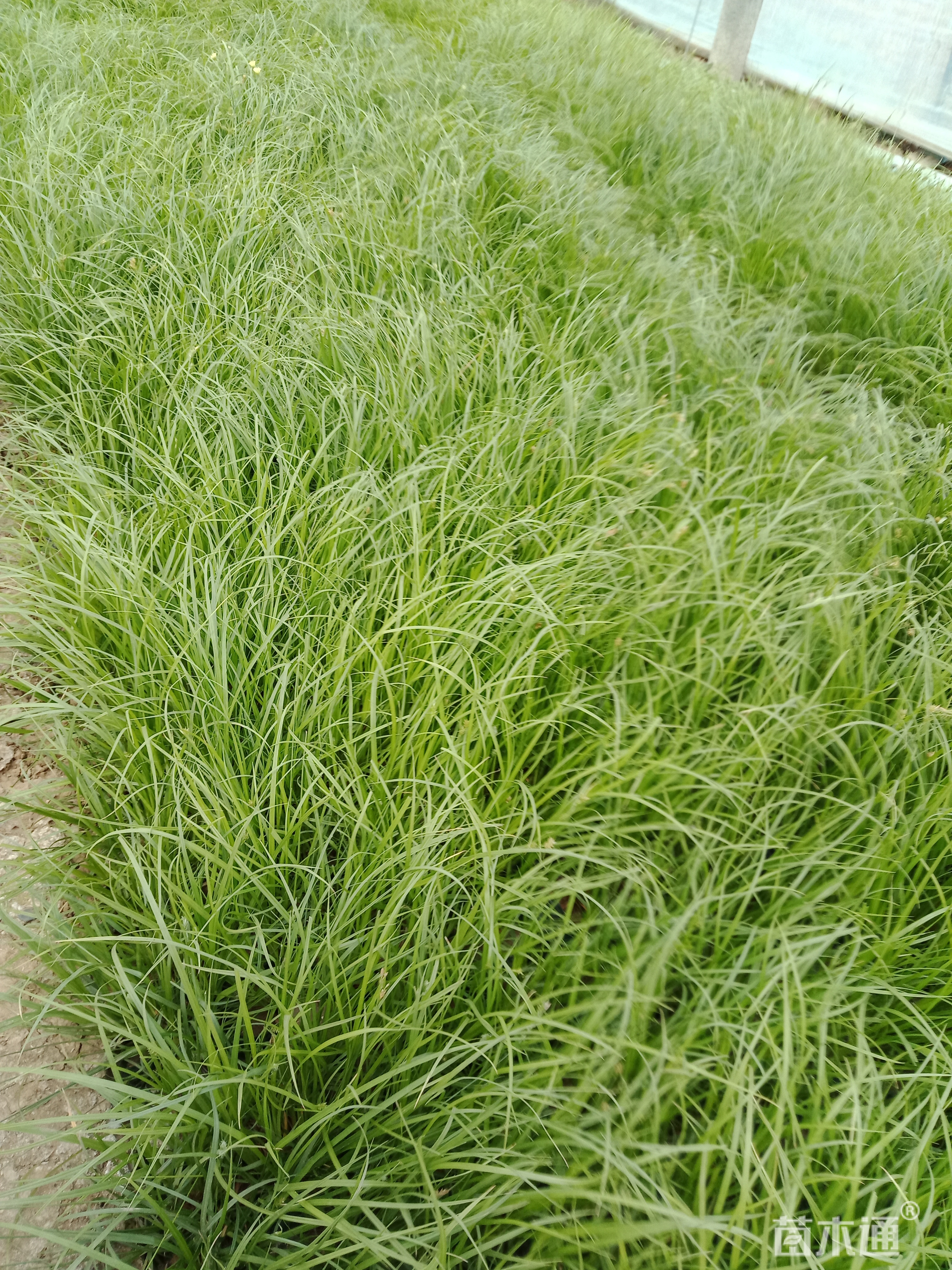 高度15厘米青绿苔草