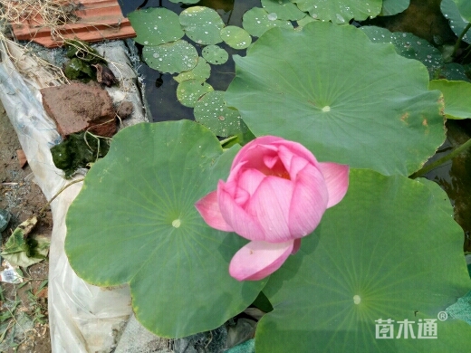 高度30厘米荷花