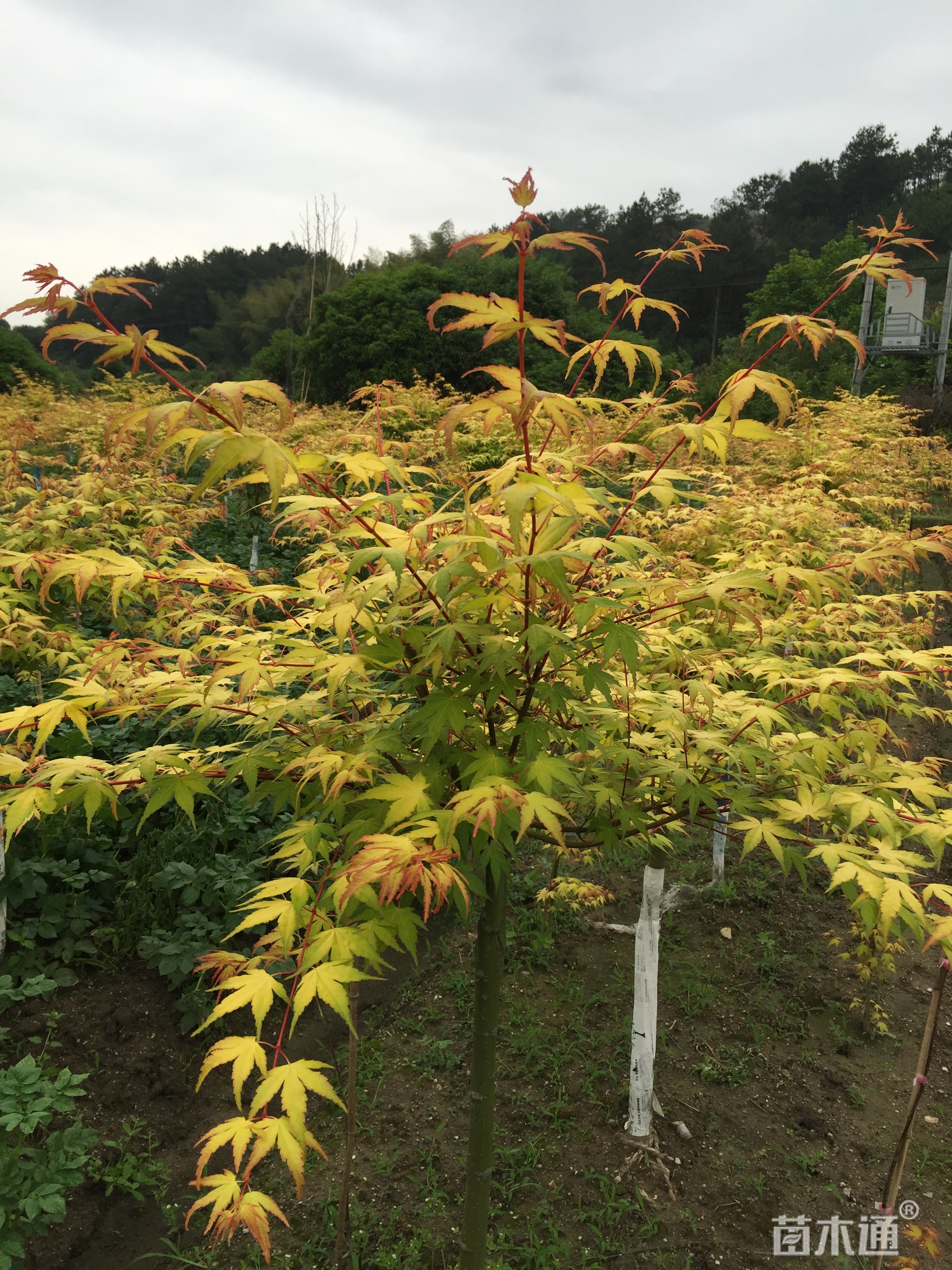 高度170厘米金陵黄枫
