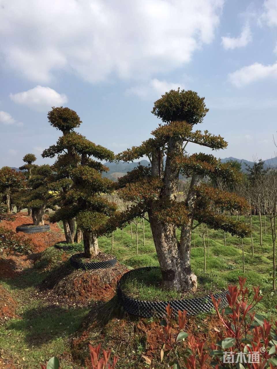15公分造型椤木石楠