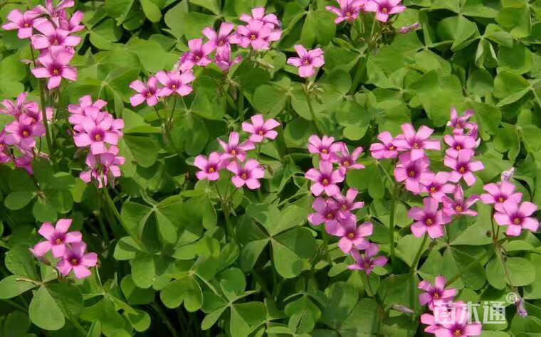 高度10厘米红花酢浆草