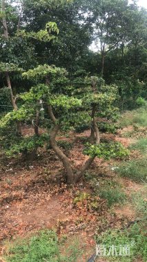 12公分造型罗汉松