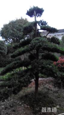 15公分造型罗汉松