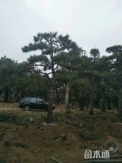 高度400厘米油松