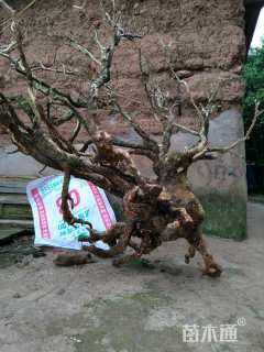 高度10厘米小叶黄杨