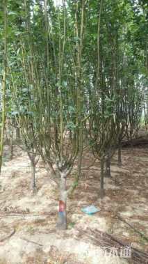 12公分西府海棠