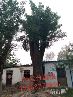 75公分国槐
