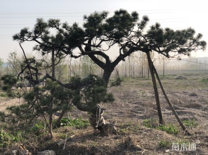 高度200厘米黑松