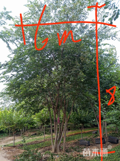 8公分丛生朴树