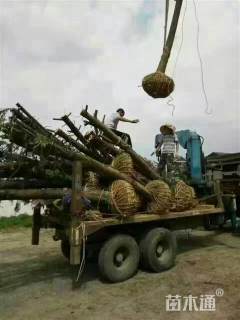 15公分南方红豆杉