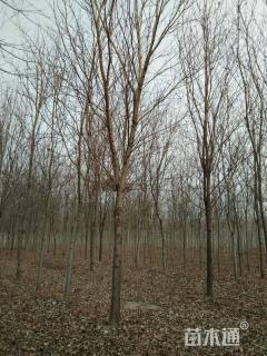 15公分美国红枫