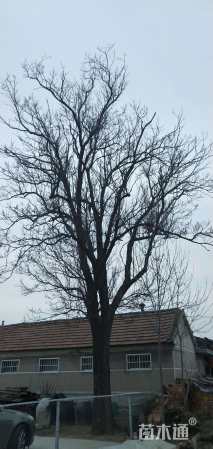 60公分楸树